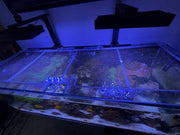 Red Sea Reefer 525 XL