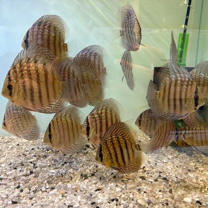 Discus (Assorted Juveniles) - Shop Market Deals