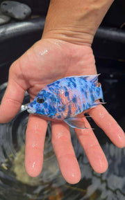 Platinum Blueberry OB fish from Retro Aquatics showcasing vibrant blue and purple coloration in a clear aquarium tank.