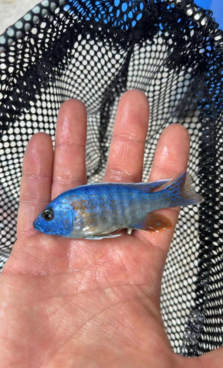 Blue Dragon Blood Peacock