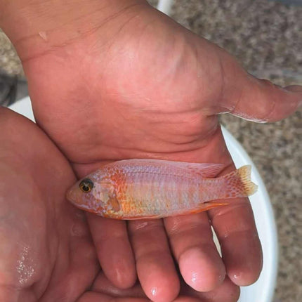 Platinum Pink Flash Peacock fish from Retro Aquatics, showcasing vibrant pink and blue plumage in a detailed underwater setting.