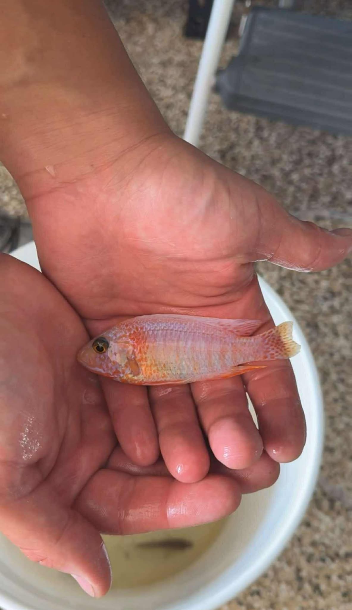 Platinum Pink Flash Peacock fish from Retro Aquatics, showcasing vibrant pink and blue plumage in a detailed underwater setting.