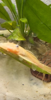 Blue Eye Lemon Bristlenose Pleco from Retro Aquatics swimming in an aquarium, showcasing its bright yellow body and distinctive bristle nose.