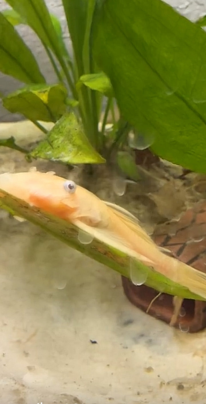 Blue Eye Lemon Bristlenose Pleco