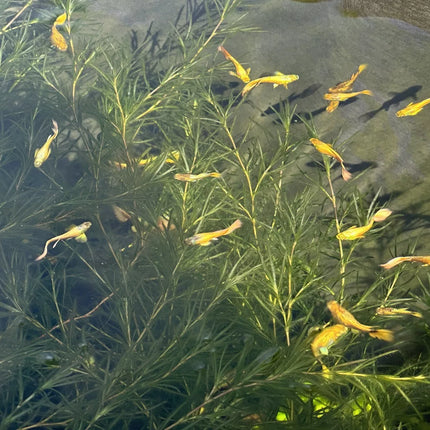 Bright 24K gold guppy fish from Retro Aquatics swimming in a clear aquarium with vibrant aquatic plants.
